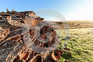 Harvested cork oak bark from the trunk of cork oak tree Quercus suber for industrial production of wine cork stopper in the