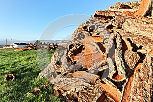 Harvested cork oak bark from the trunk of cork oak tree Quercus suber for industrial production of wine cork stopper in the