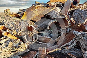 Harvested cork oak bark from the trunk of cork oak tree Quercus suber for industrial production of wine cork stopper in the