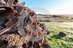 Harvested cork oak bark from the trunk of cork oak tree Quercus suber for industrial production of wine cork stopper in the