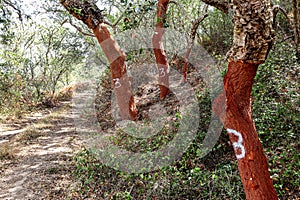 Harvested cork oak (Quercus suber) trunk in an old forest, Alentejo Portugal Europe