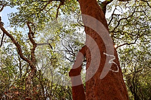 Harvested cork oak (Quercus suber) trunk in an old forest, number 3 indicates the harvest year 2023, Alentejo Portugal