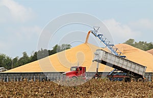 Harvested Corn