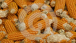 Harvested corn, corn storage