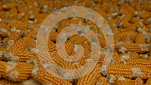 Harvested corn, corn storage