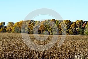Harvested Corn crop with Fall foliage