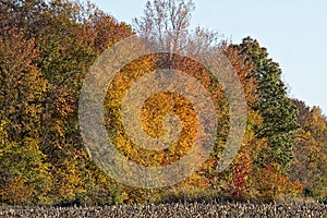 Harvested Corn crop with Fall foliage