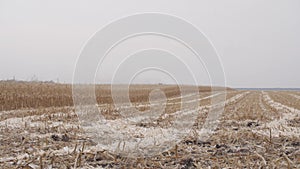 Harvested corn field