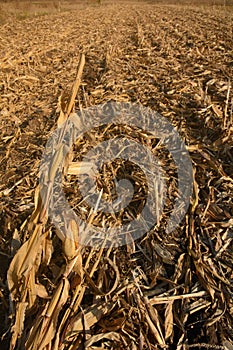 Harvested corn field on autumn day. Rural landscape. Ear of corn