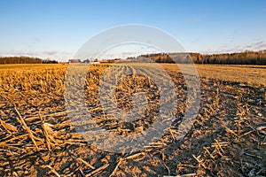 Harvested corn field with farm in the background in central Wisconsin