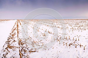 Harvested corn field under snow