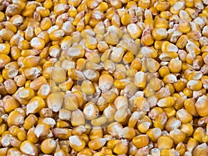 Harvested corn kernels, close up