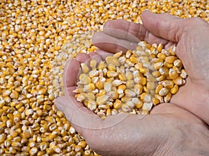 Harvested corn kernels, a handful of kernels in farmerÂ´s palms, close up