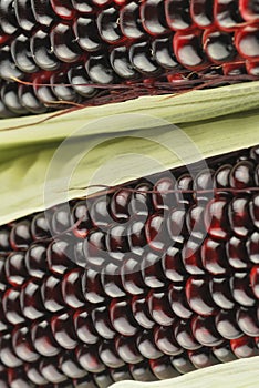 Harvested corn in red and purple