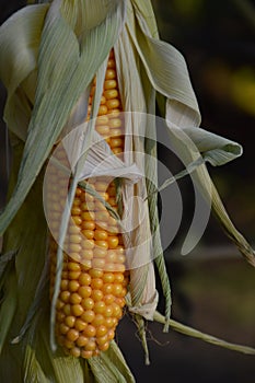 Harvested corncob for decoration