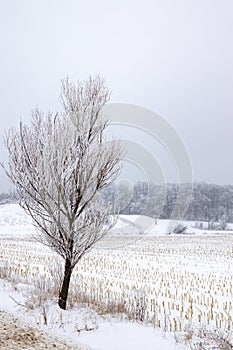 Harvested cornfield under the snow in a cold day of winter