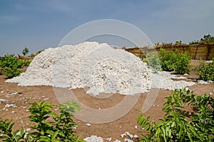 Harvested cotton being piled up in traditional reed stockage under the blue African sky in Benin