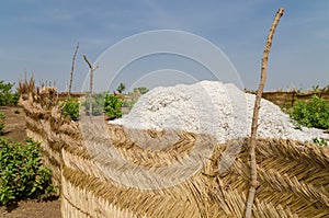 Harvested cotton being piled up in traditional reed stockage under the blue African sky in Benin