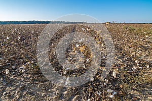 Harvested Cotton Field In Autumn.