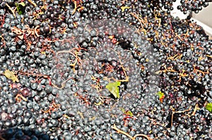 Harvested Dolcetto grapes, Piedmont region of Italy photo