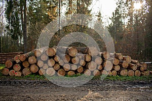 Harvested dry wood in a forest. The cut logs in the wood. Industrial preparation of forest products.