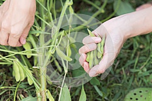 Edamame Japanese green beans harvest photo