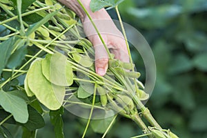 Natural Japanese beans called Edamame photo