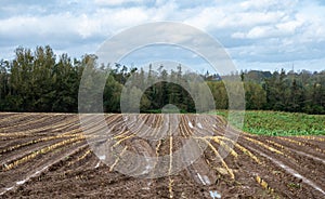 Harvested farmland and soil of cornfields around Lennik, Brabant, Belgium