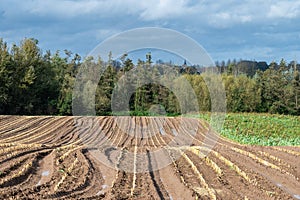 Harvested farmland and soil of cornfields around Lennik, Brabant, Belgium