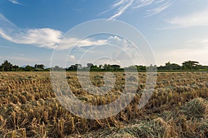 Harvested field