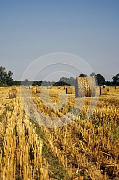 Harvested field with large round bales of straw in summer. Farmland with blue sky. Sheared stubble from harvested wheat.
