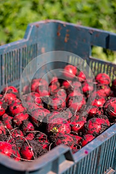Harvested in the field red, ripe, round radish