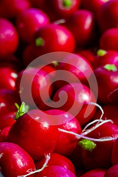 Harvested in the field red, ripe, round radish