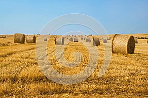 Harvested field with straw bales