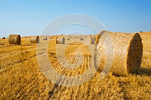 Harvested field with straw bales