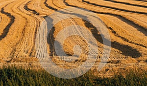 Harvested field with straw lines