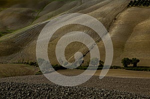 Harvested Fields and meadows landscape in Tuscany, Italy. Wavy country scenery at autumn sunset.