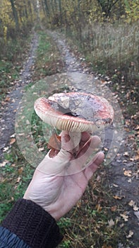 Harvested forest mushrooms in autumn close up