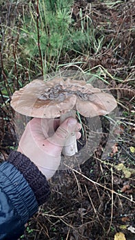 Harvested forest mushrooms in autumn close up