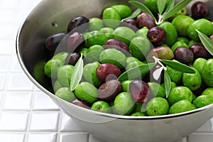 Harvested fresh olives