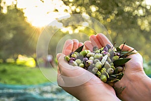 Harvested fresh olives.