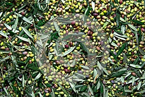 Harvested fresh olives in a field in Crete, Greece.
