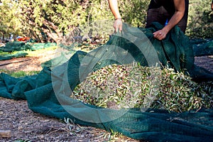 Harvested fresh olives in a field in Crete, Greece.