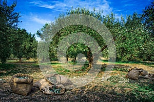 Harvested fresh olives in sacks.