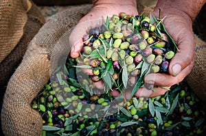 Harvested fresh olives in sacks.
