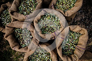 Harvested fresh olives in sacks.