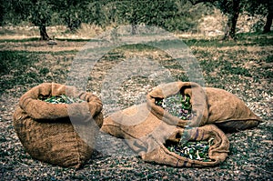 Harvested fresh olives in sacks.