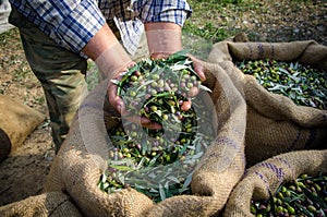 Harvested fresh olives in sacks. photo