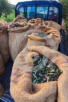Harvested fresh olives in sacks on a car in Crete, Greece.