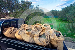 Harvested fresh olives in sacks on a car in Crete, Greece.